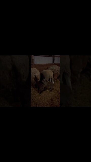So Many Babies!! #shorts #lambs #sheep