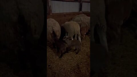 So Many Babies!! #shorts #lambs #sheep