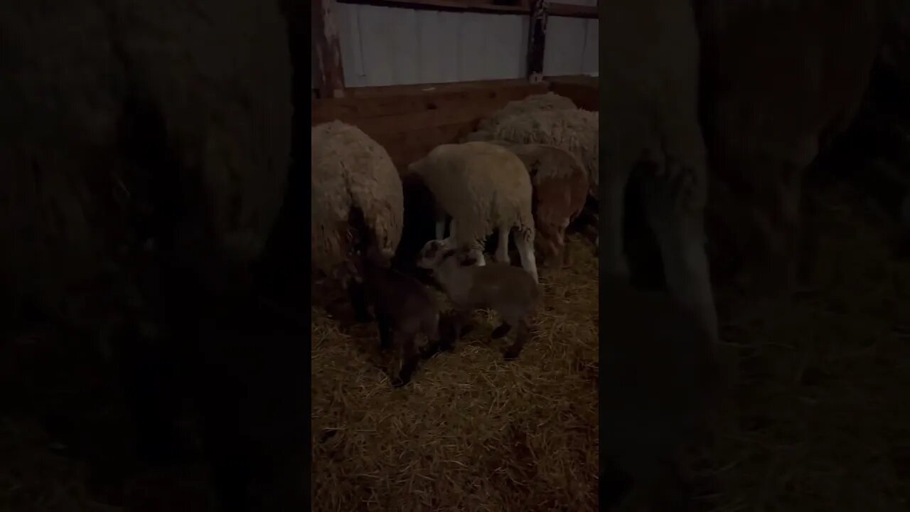 So Many Babies!! #shorts #lambs #sheep