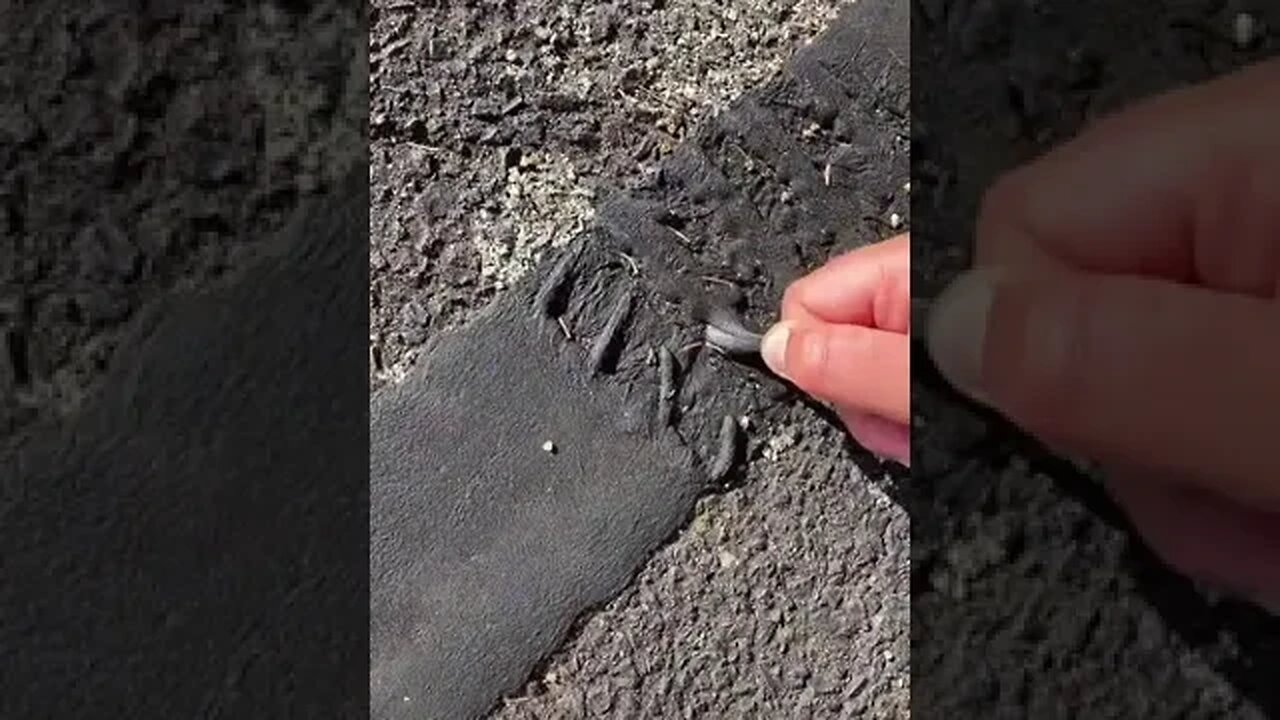 Australian Summer tiktok notsosecretanymore 0