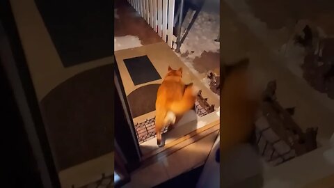 How Dog Reacts When It's 4 degrees Outside!