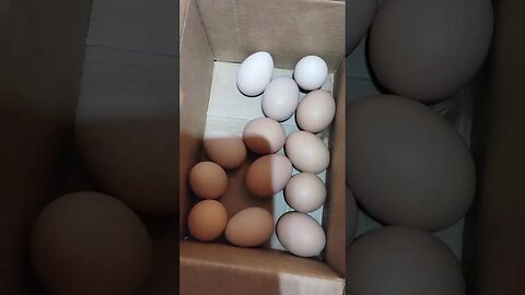 7 🐔🐔🍗'$ EQUAL 2 DOZEN EGGS, EVERY FEW DAYS! WHEN EGGS ARE UP TO 9..99 A DOZEN. SMART DAD