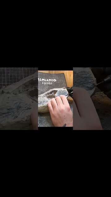 5 months of work to reveal this fossil penguin #fossil #reveal #geology #paleontology