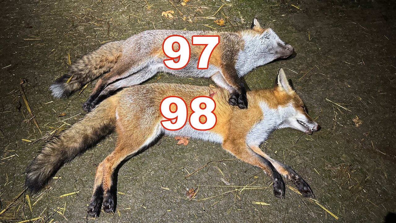 WINTER FOXING NUMBERS 97 & 98