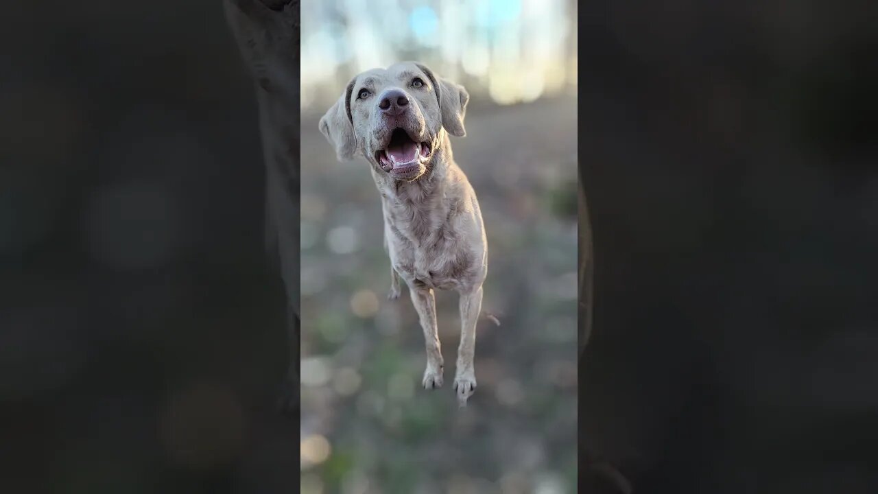 Silly pup, so cute! #lifewithdogs #letsplay #chesapeakebayretriever