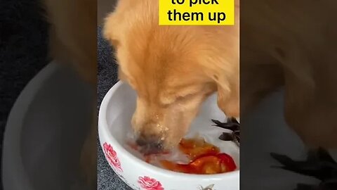 Pets Funny short videos and reels 87