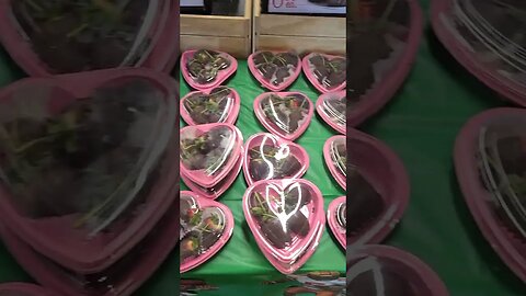 hearts #shortsviral
