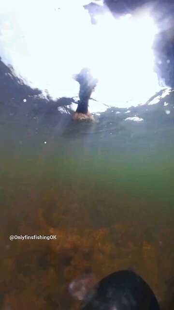 Bass Fishing Release Video 📹