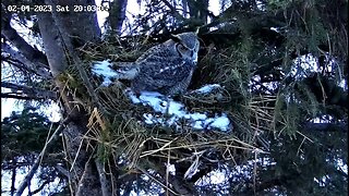 Albert Visits the Nest 🦉 02/04/23 19:59