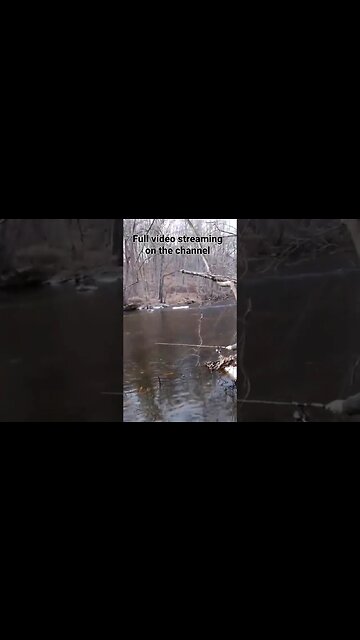 Spot fishing for Golden Trout on the Gun Powder River #troutfishing #marylandtroutfishing