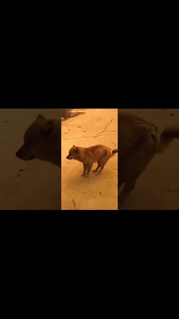 FUNNY DOG DANCING TO RAP