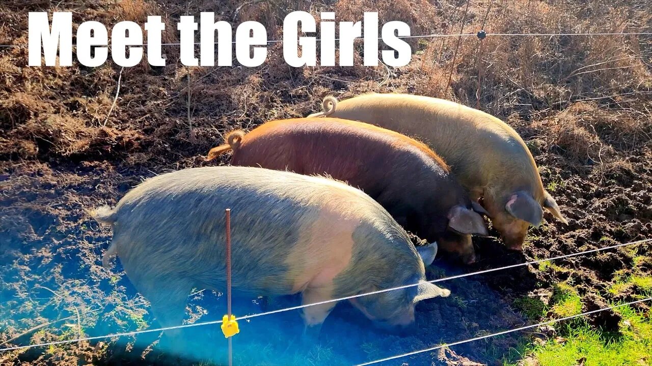 Meet the Girls on Uncle Tim's Farm