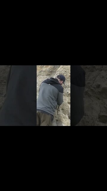 Fossil shark tooth embedded in a cliff #fossil #shark 🦈