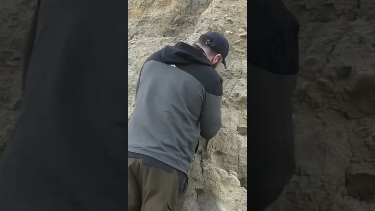 Fossil shark tooth embedded in a cliff #fossil #shark 🦈