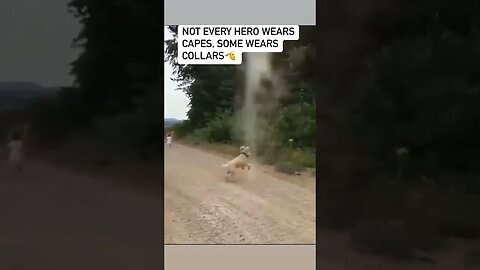 Dog 🐕 stops Tornado 🌪️ from forming 😳😳😳 #shorts #short #subscribe #viral #reels