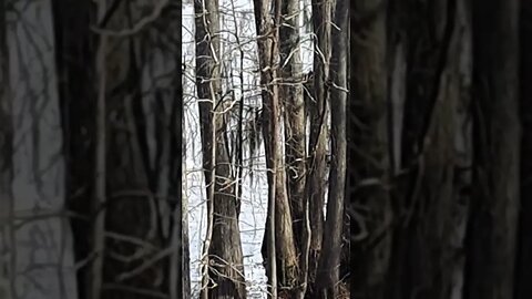 Pelicans on the Bayou