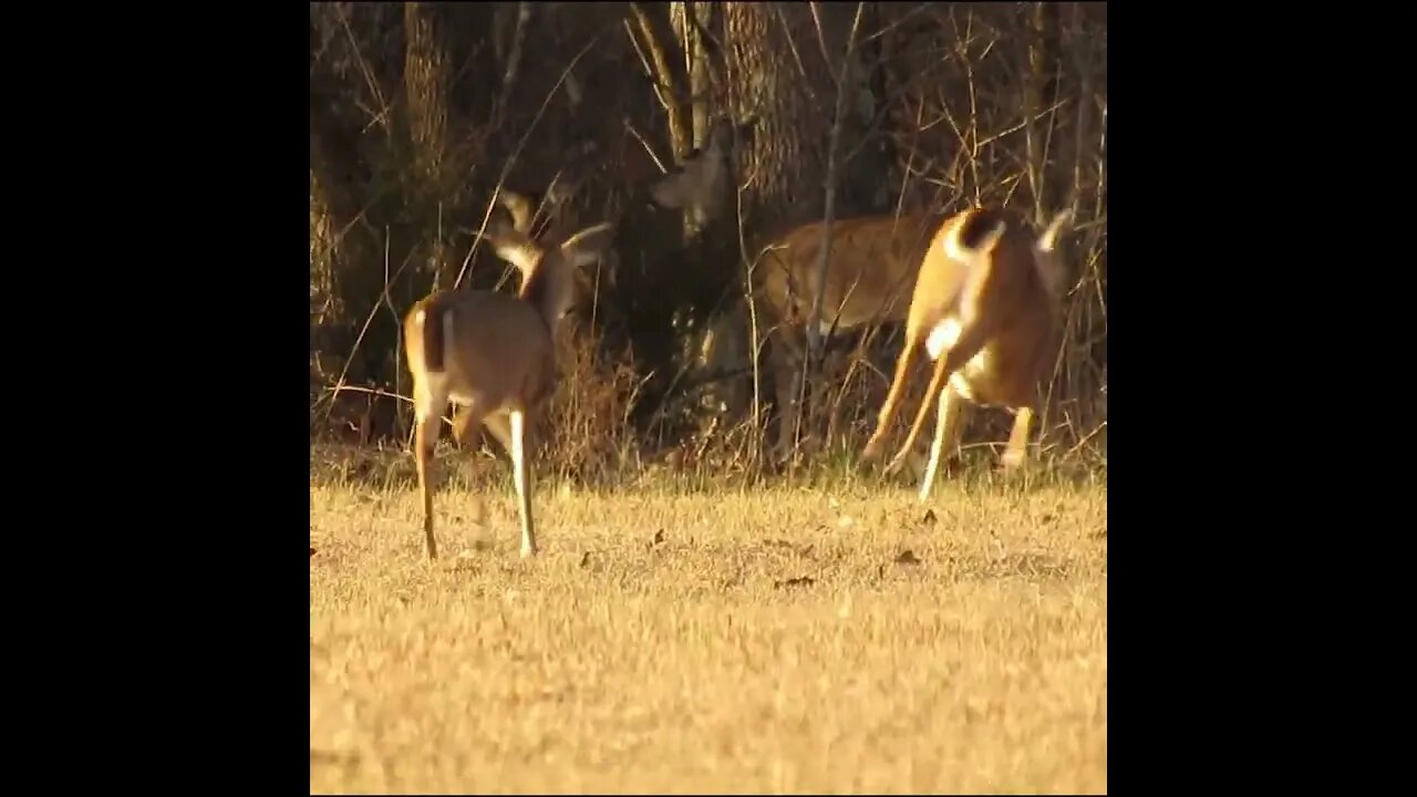 Deer on the Battlefield