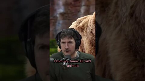 Wolves usually wants nothing to do with people - Glenn Villeneuve & Joe Rogan