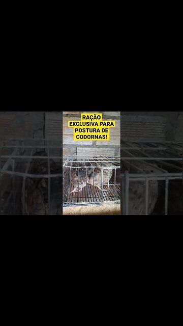 RAÇÃO EXCLUSIVA PARA POSTURA DE CODORNAS E PARA PINTINHOS