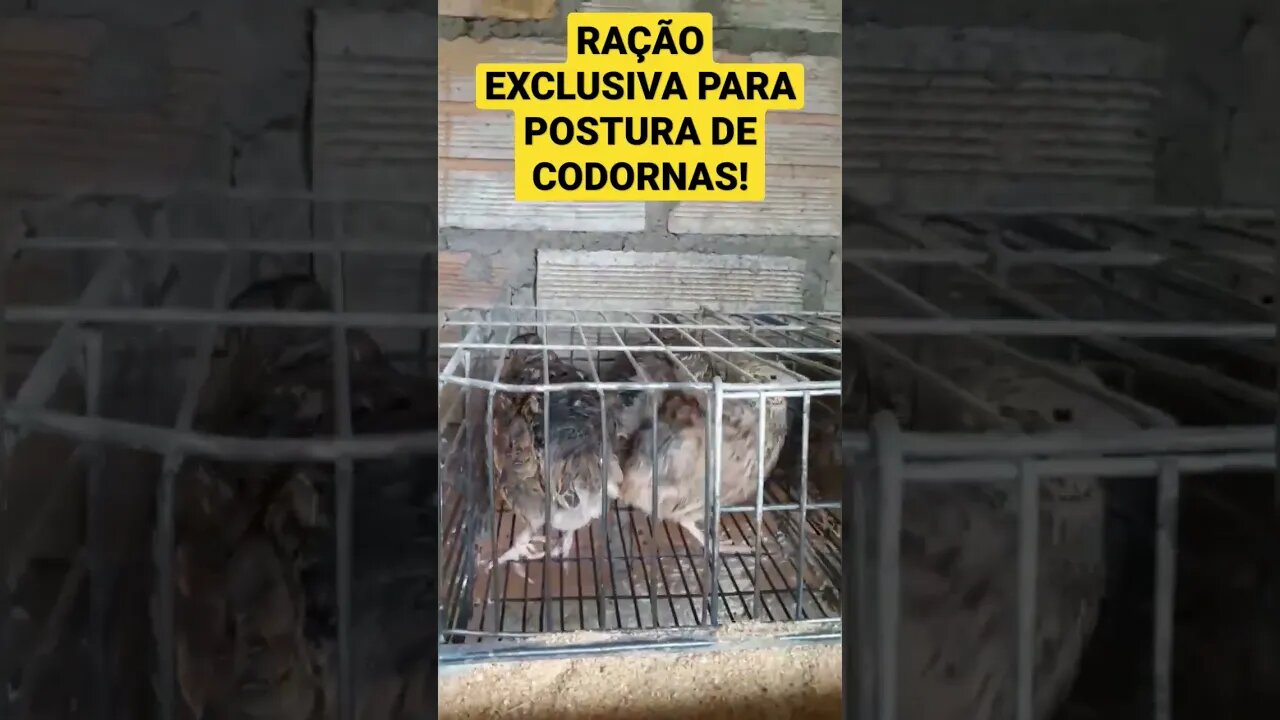 RAÇÃO EXCLUSIVA PARA POSTURA DE CODORNAS E PARA PINTINHOS