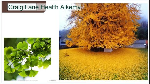 Health Improvisation Theater! The Sponge of Nature and Autumn Leaves Falling!