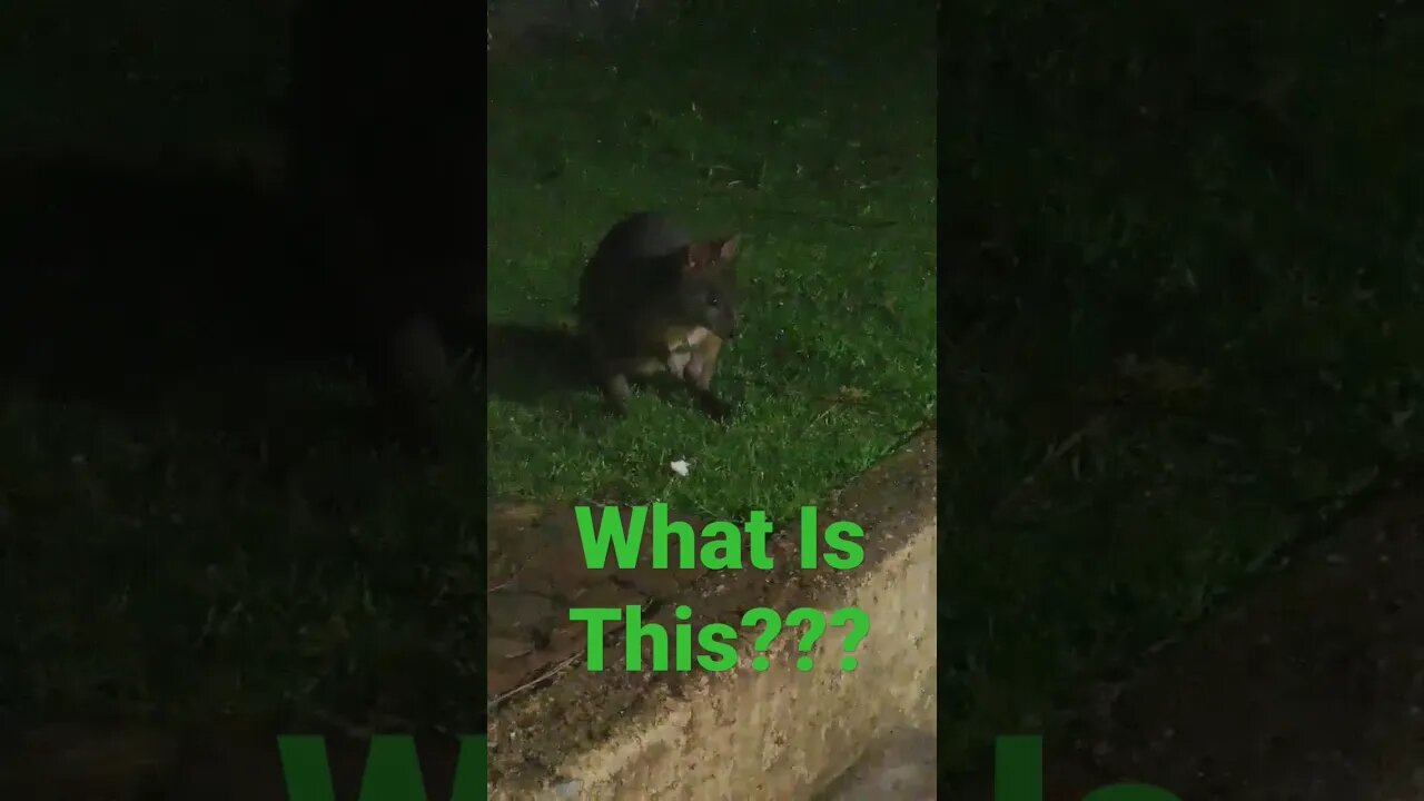 You Won't Believe The Cringe Critter He Found Lurking In His Backyard!