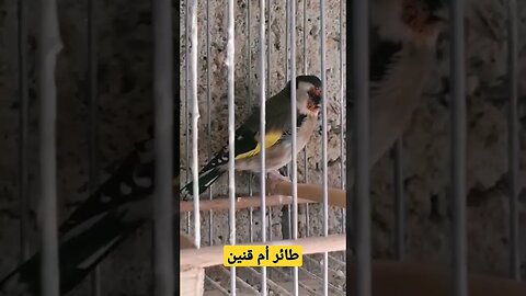 أنثى طائر أم قنين أو الحسون المغرد روعة
