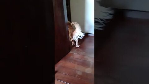 #dogshow , #animals , #dogs , #shorts