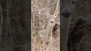 Deer at Chickamauga Battlefield