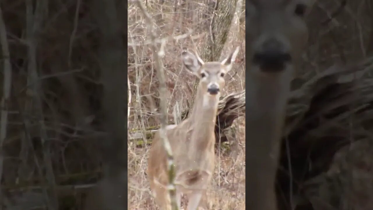 Deer at Chickamauga Battlefield