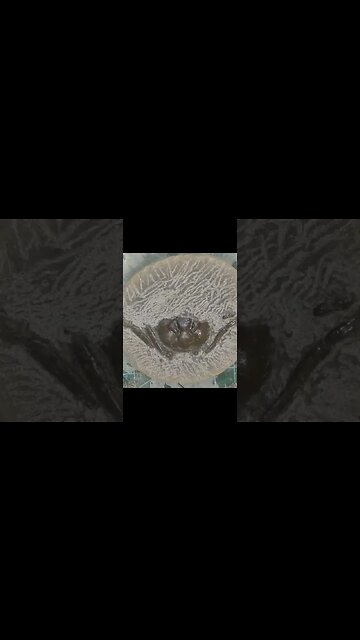 Revealing a hidden fossil crab using an air scribe #short #fossil #throwback