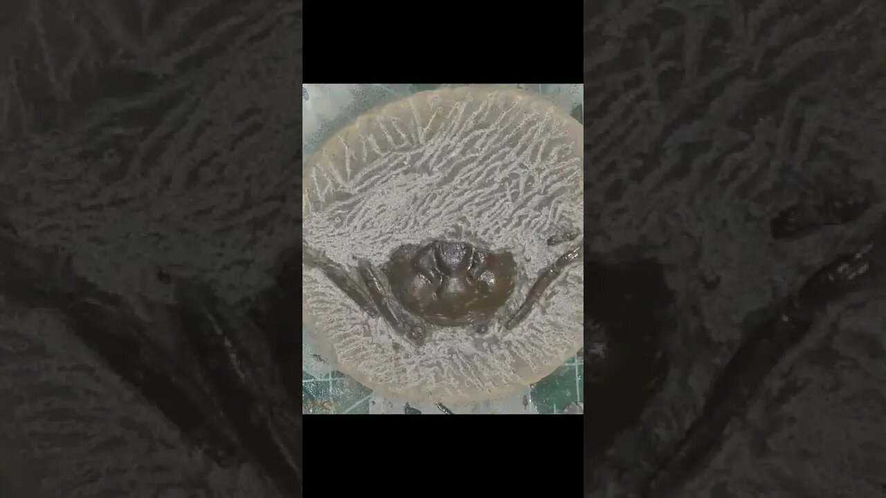 Revealing a hidden fossil crab using an air scribe #short #fossil #throwback