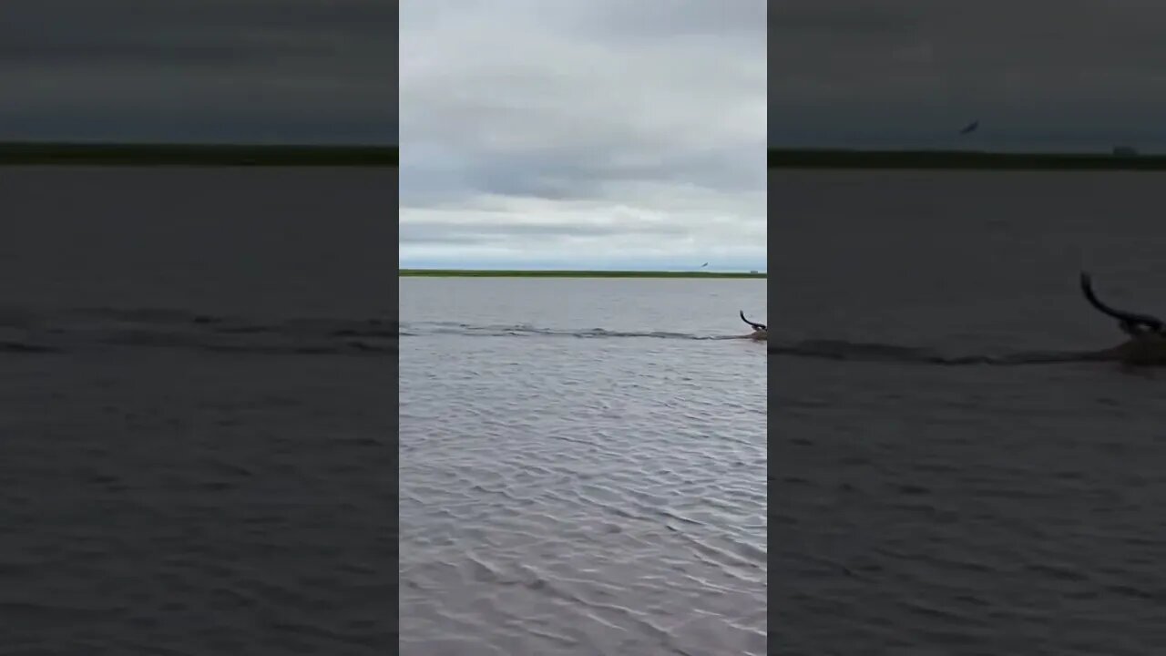 Crocodile Chasing Buck In Water. Crazy Video. PURSUE EXCELLENCE & CHERISH EVERYTHING