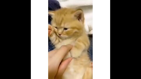 Cute! 😍🐈