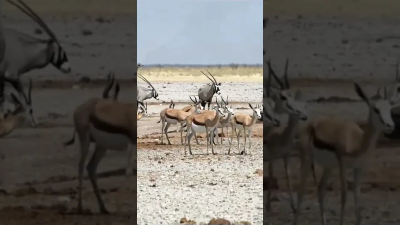 A Savana africana é um biona que todos os dias a luta e grande para se manter vivo