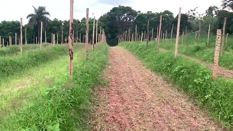 Voltei à Outra Área de Pitayas e Você Não Vai Acreditar no que Aconteceu!