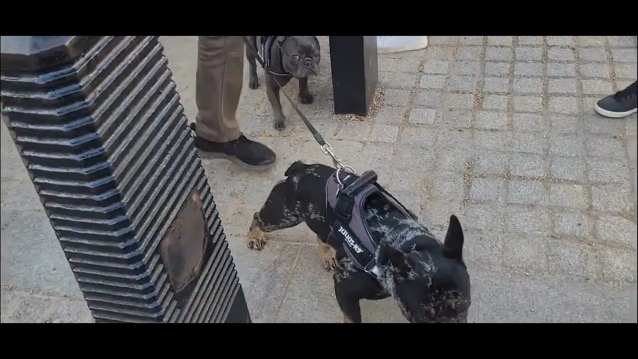 Blue merle French bull dog #horseguardsparade