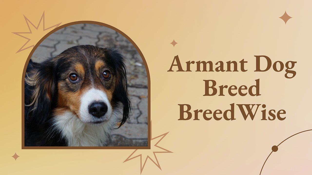 Armant Dogs: A Journey Through Ancient Origins and Modern Legacy of Egypt’s Esteemed Breed