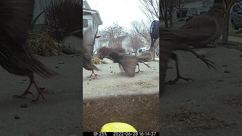 Starlings Fighting In Slow Motion #Shorts 🌲