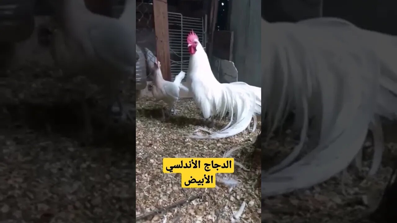 الدجاج الأندلسي الأبيض كيوت روعة