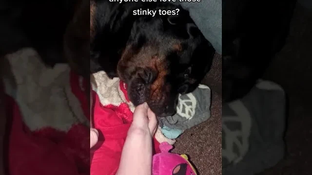 Stinky 🦨 FEET! Tastes Like Peanut Butter 🤗 #Shorts #rottweiler #dogs