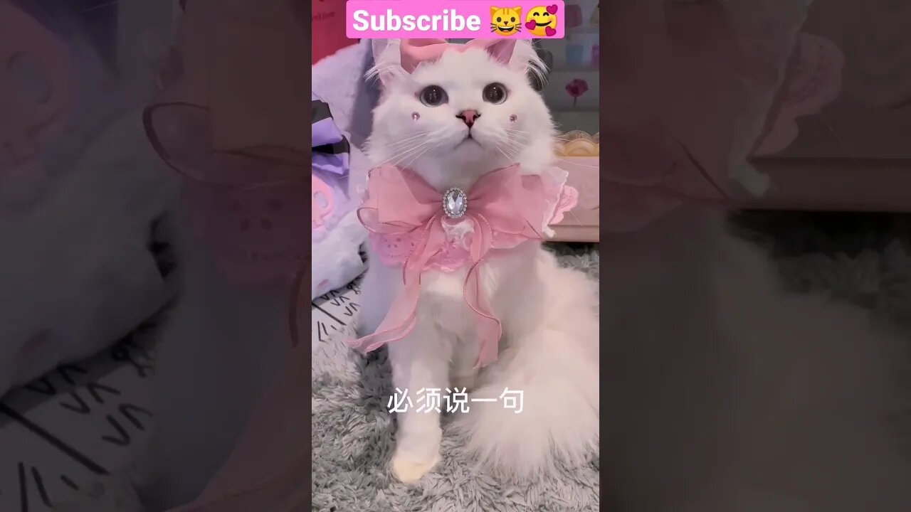 2023 SO CUTE BEAUTY CAT! 🥰😽 - #shortsfeed #shorts #cat #youtubepets