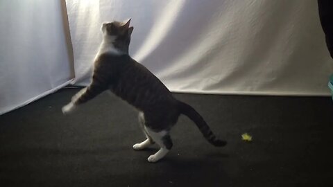 This Cute Kitten Loves Jumping