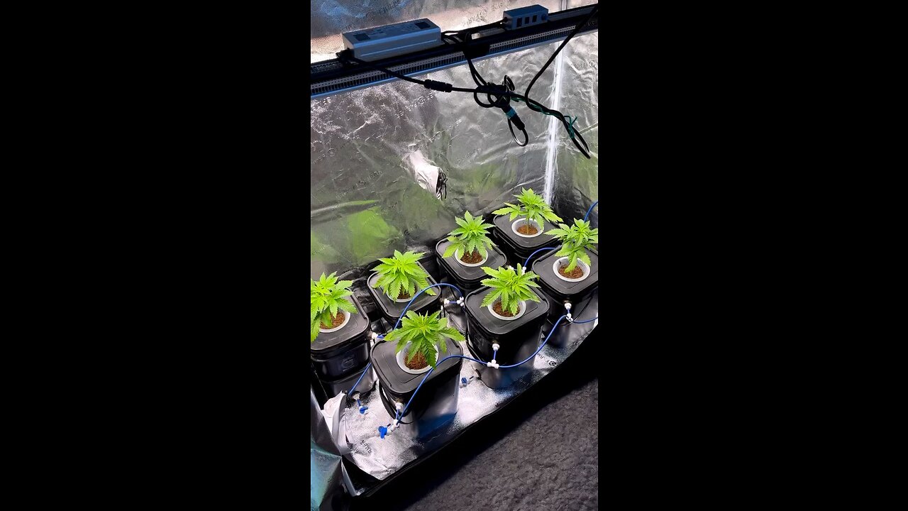 Hydroponic