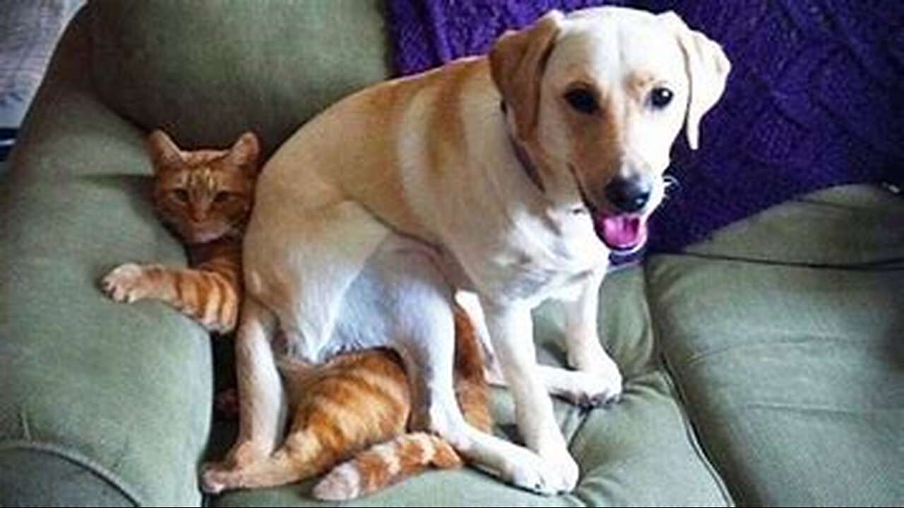 funny animals (super 3 minute funny) cats and dogs