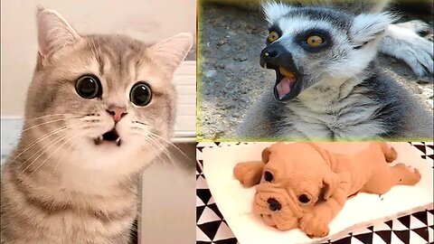 📹 Funny Animals 🐧 - Best Of The 2024 Funny Animal Videos 😁