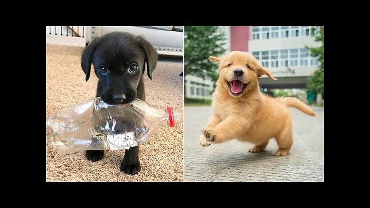 Animals funny clips