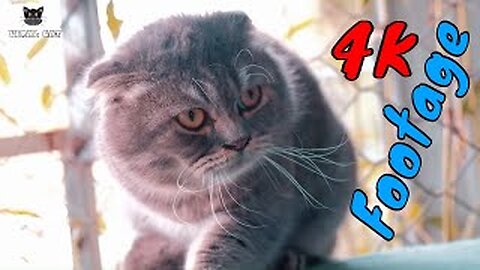 4K Quality Animal Footage - Cats and Kittens Beautiful Scenes Episode 11 | Viral Cat