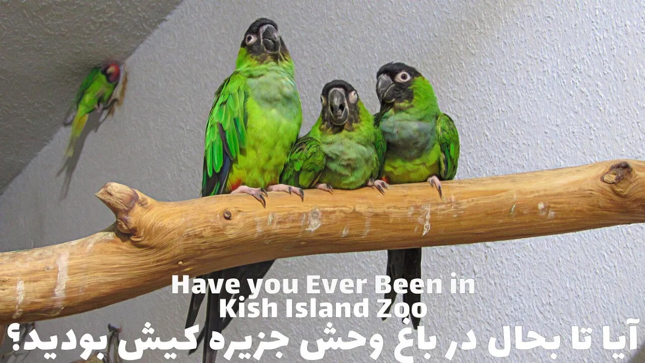 Have you ever been in Kish Island Zoo? IRAN