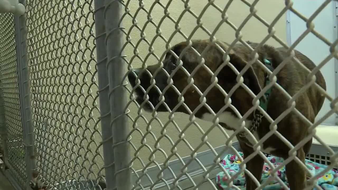 Animal shelters overwhelmed as rising evictions force families to abandon pets